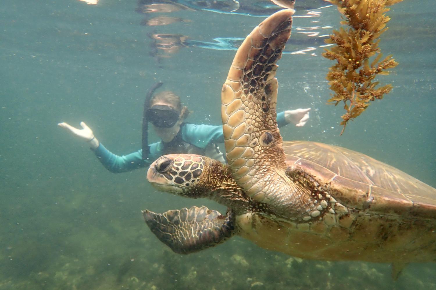 一名<a href='http://ccru.ngskmc-eis.net'>全球十大赌钱排行app</a>学生在Galápagos群岛游学途中与一只巨龟游泳.